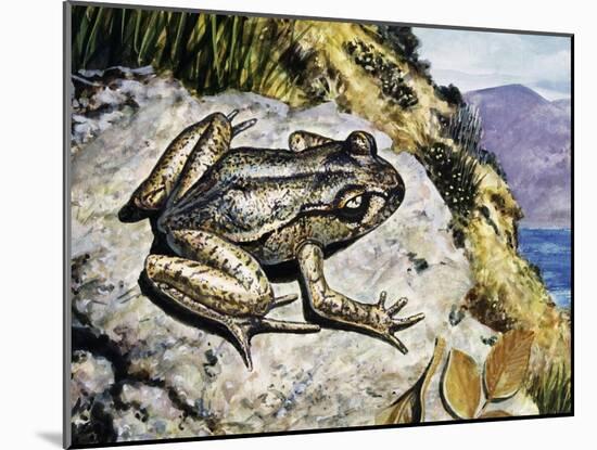 Hamilton's Frog (Leiopelma Hamiltoni), Leiopelmatidae-null-Mounted Giclee Print