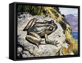 Hamilton's Frog (Leiopelma Hamiltoni), Leiopelmatidae-null-Framed Stretched Canvas