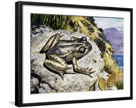 Hamilton's Frog (Leiopelma Hamiltoni), Leiopelmatidae-null-Framed Giclee Print