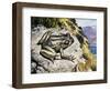 Hamilton's Frog (Leiopelma Hamiltoni), Leiopelmatidae-null-Framed Giclee Print