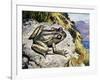 Hamilton's Frog (Leiopelma Hamiltoni), Leiopelmatidae-null-Framed Giclee Print