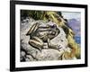 Hamilton's Frog (Leiopelma Hamiltoni), Leiopelmatidae-null-Framed Giclee Print