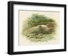 Hamlet, Ophelia Drowns-Harold Copping-Framed Art Print