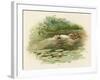 Hamlet, Ophelia Drowns-Harold Copping-Framed Art Print