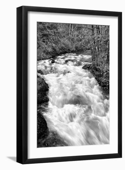 Hamma Hamma River BW-Douglas Taylor-Framed Photo