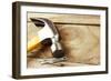 Hammer and Nails on Wood-STILLFX-Framed Photographic Print