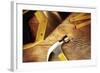 Hammer, Nails, Ruler and Saw on Wood-STILLFX-Framed Photographic Print