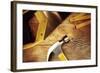 Hammer, Nails, Ruler and Saw on Wood-STILLFX-Framed Photographic Print