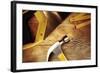 Hammer, Nails, Ruler and Saw on Wood-STILLFX-Framed Photographic Print