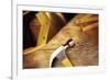 Hammer, Nails, Ruler and Saw on Wood-STILLFX-Framed Photographic Print