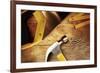 Hammer, Nails, Ruler and Saw on Wood-STILLFX-Framed Photographic Print