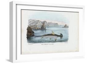 Hammerhead, 1863-79-Raimundo Petraroja-Framed Giclee Print