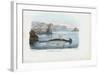 Hammerhead, 1863-79-Raimundo Petraroja-Framed Giclee Print