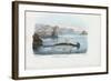 Hammerhead, 1863-79-Raimundo Petraroja-Framed Giclee Print