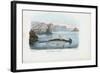 Hammerhead, 1863-79-Raimundo Petraroja-Framed Giclee Print