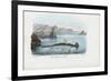 Hammerhead, 1863-79-Raimundo Petraroja-Framed Giclee Print