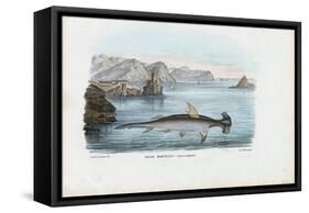 Hammerhead, 1863-79-Raimundo Petraroja-Framed Stretched Canvas