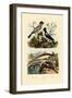 Hammerhead Shark, 1833-39-null-Framed Giclee Print