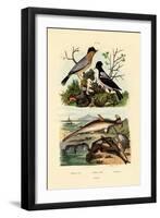 Hammerhead Shark, 1833-39-null-Framed Giclee Print