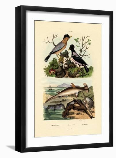 Hammerhead Shark, 1833-39-null-Framed Giclee Print