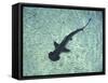 Hammerhead Shark, Atlantis Resort, Bahamas, Caribbean-Michele Westmorland-Framed Stretched Canvas