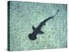 Hammerhead Shark, Atlantis Resort, Bahamas, Caribbean-Michele Westmorland-Stretched Canvas