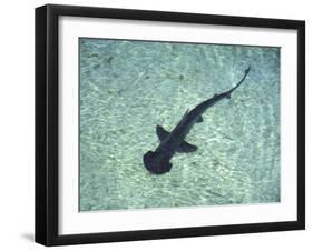 Hammerhead Shark, Atlantis Resort, Bahamas, Caribbean-Michele Westmorland-Framed Photographic Print