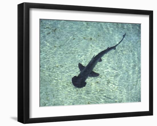 Hammerhead Shark, Atlantis Resort, Bahamas, Caribbean-Michele Westmorland-Framed Photographic Print