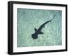 Hammerhead Shark, Atlantis Resort, Bahamas, Caribbean-Michele Westmorland-Framed Photographic Print