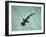 Hammerhead Shark, Atlantis Resort, Bahamas, Caribbean-Michele Westmorland-Framed Photographic Print