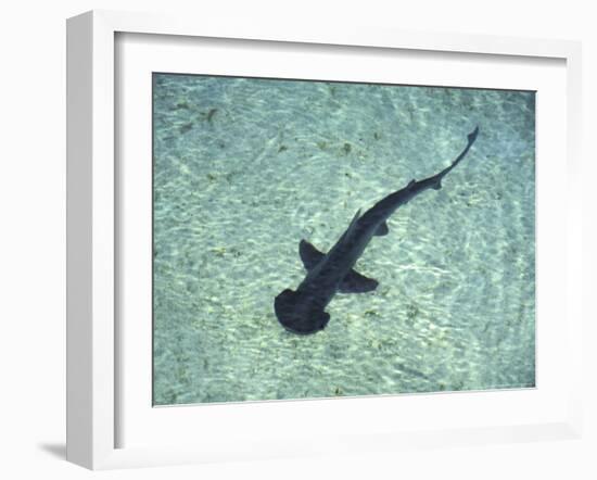 Hammerhead Shark, Atlantis Resort, Bahamas, Caribbean-Michele Westmorland-Framed Photographic Print