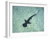 Hammerhead Shark, Atlantis Resort, Bahamas, Caribbean-Michele Westmorland-Framed Photographic Print