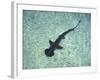 Hammerhead Shark, Atlantis Resort, Bahamas, Caribbean-Michele Westmorland-Framed Photographic Print