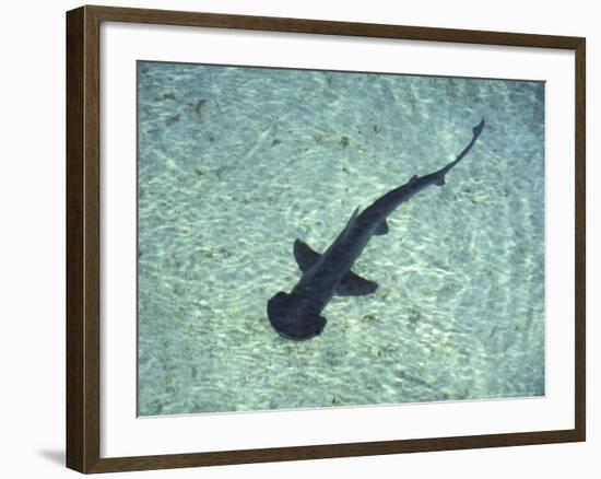 Hammerhead Shark, Atlantis Resort, Bahamas, Caribbean-Michele Westmorland-Framed Photographic Print