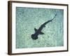 Hammerhead Shark, Atlantis Resort, Bahamas, Caribbean-Michele Westmorland-Framed Photographic Print