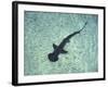 Hammerhead Shark, Atlantis Resort, Bahamas, Caribbean-Michele Westmorland-Framed Photographic Print