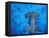 Hammerhead Shark from Below, Galapagos Islands, Ecuador-Stuart Westmoreland-Framed Stretched Canvas