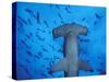 Hammerhead Shark from Below, Galapagos Islands, Ecuador-Stuart Westmoreland-Stretched Canvas
