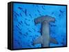 Hammerhead Shark from Below, Galapagos Islands, Ecuador-Stuart Westmoreland-Framed Stretched Canvas