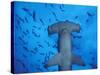 Hammerhead Shark from Below, Galapagos Islands, Ecuador-Stuart Westmoreland-Stretched Canvas