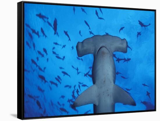 Hammerhead Shark from Below, Galapagos Islands, Ecuador-Stuart Westmoreland-Framed Stretched Canvas