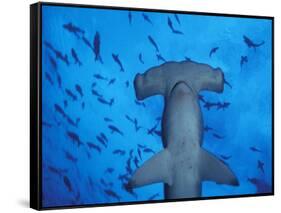 Hammerhead Shark from Below, Galapagos Islands, Ecuador-Stuart Westmoreland-Framed Stretched Canvas