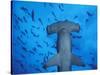 Hammerhead Shark from Below, Galapagos Islands, Ecuador-Stuart Westmoreland-Stretched Canvas