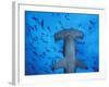 Hammerhead Shark from Below, Galapagos Islands, Ecuador-Stuart Westmoreland-Framed Photographic Print