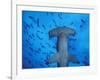 Hammerhead Shark from Below, Galapagos Islands, Ecuador-Stuart Westmoreland-Framed Photographic Print