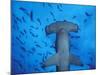 Hammerhead Shark from Below, Galapagos Islands, Ecuador-Stuart Westmoreland-Mounted Photographic Print