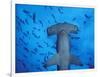 Hammerhead Shark from Below, Galapagos Islands, Ecuador-Stuart Westmoreland-Framed Photographic Print