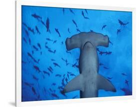 Hammerhead Shark from Below, Galapagos Islands, Ecuador-Stuart Westmoreland-Framed Photographic Print