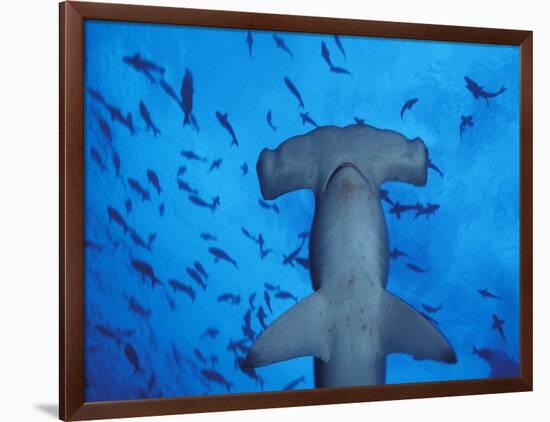 Hammerhead Shark from Below, Galapagos Islands, Ecuador-Stuart Westmoreland-Framed Photographic Print