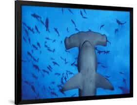 Hammerhead Shark from Below, Galapagos Islands, Ecuador-Stuart Westmoreland-Framed Photographic Print